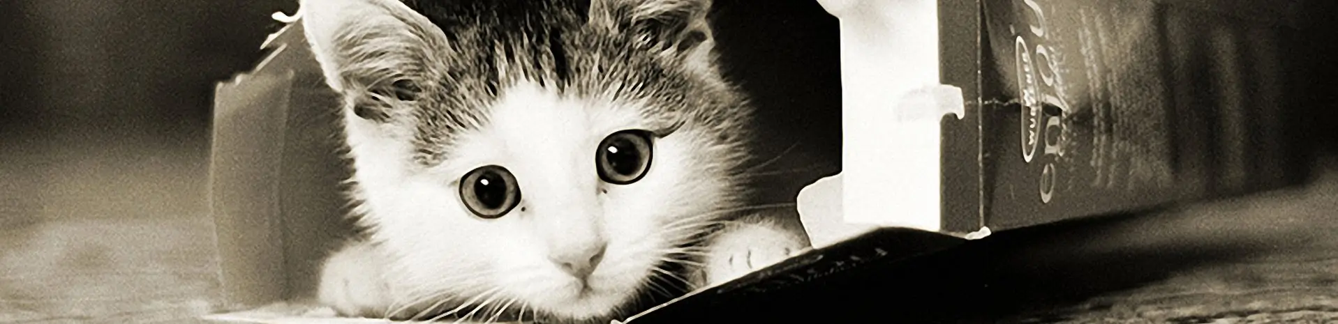 Kitten