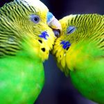 parrots