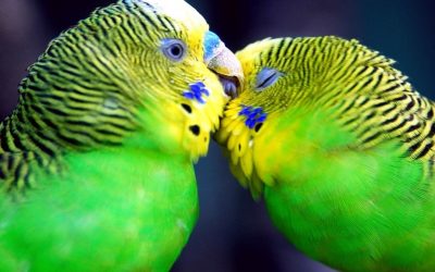 parrots