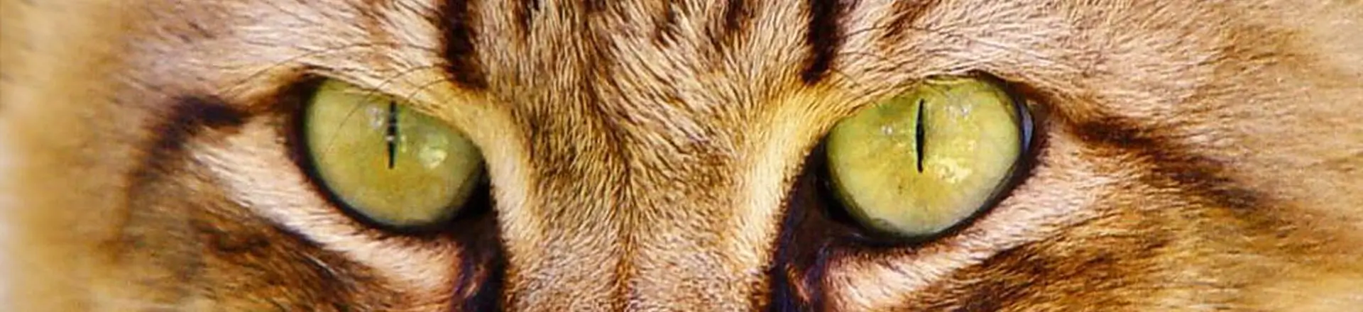 cat eyes
