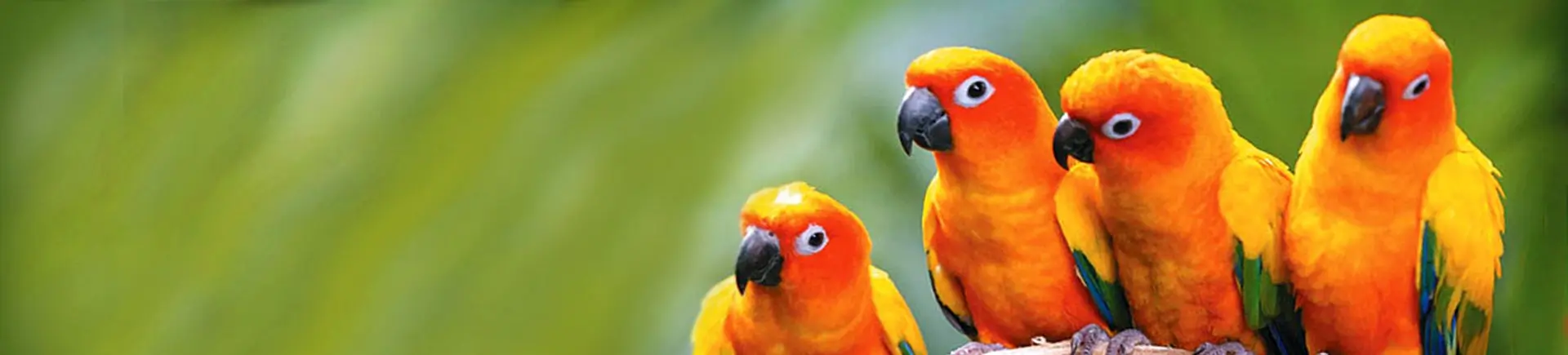 Two conures preening