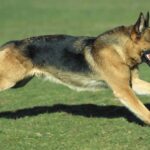 GSD dog