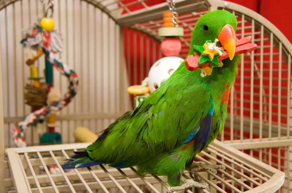 Mango the sun conure