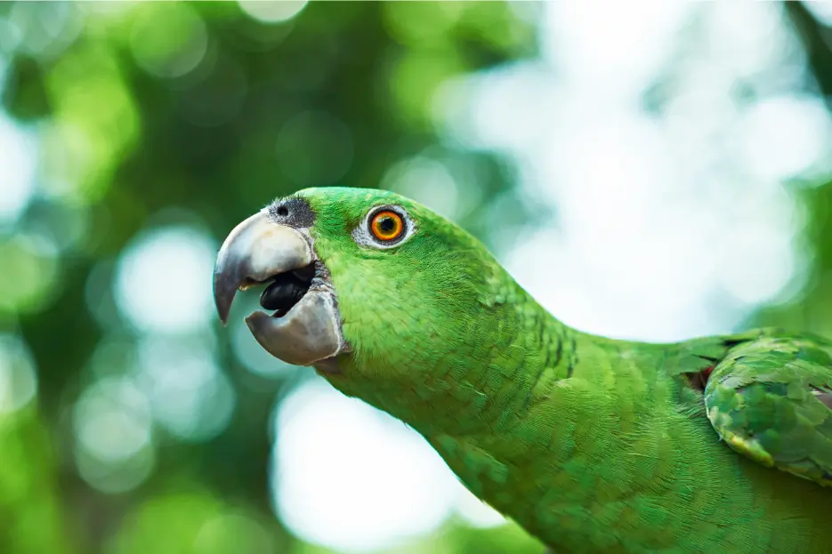 Parrot aggression