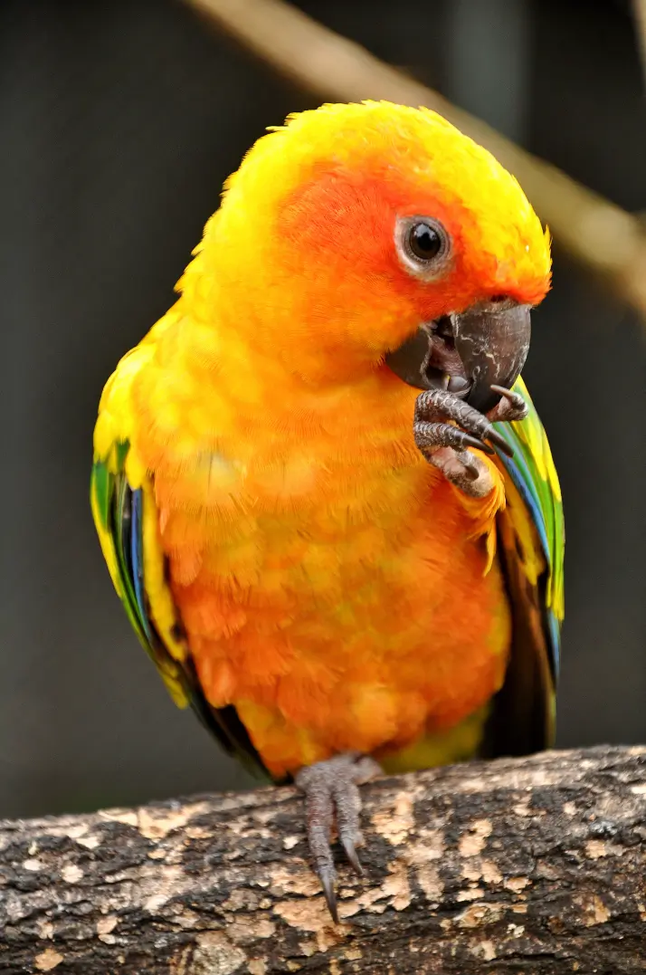 Mango the sun conure