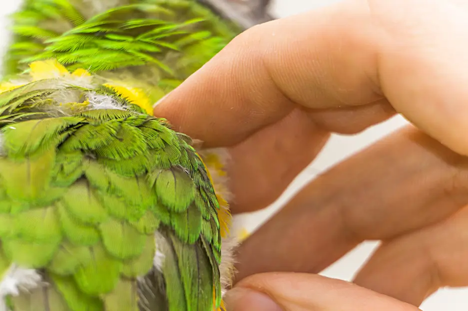 Over-bonding in parrots