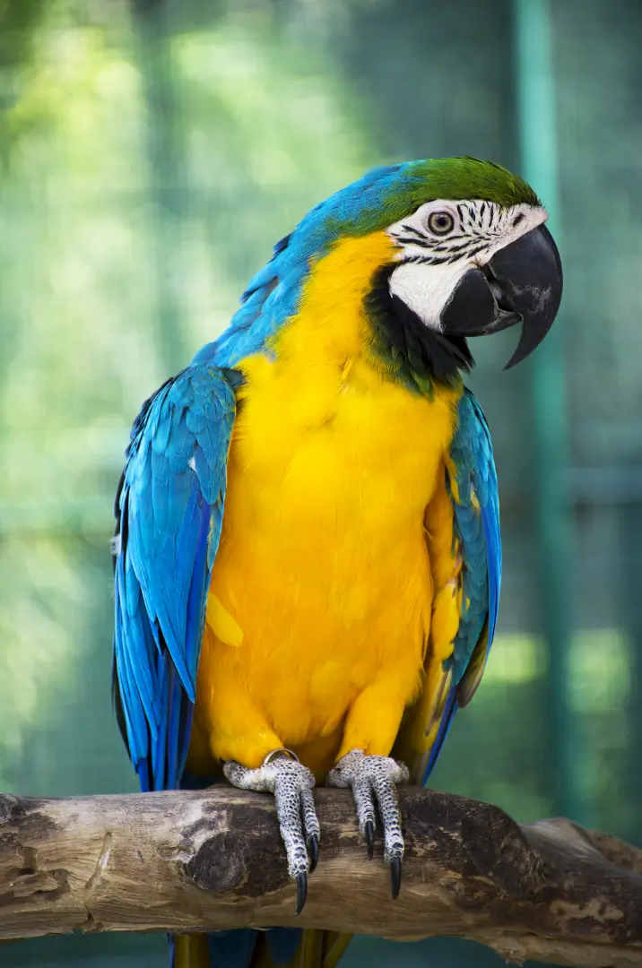 Mango the sun conure