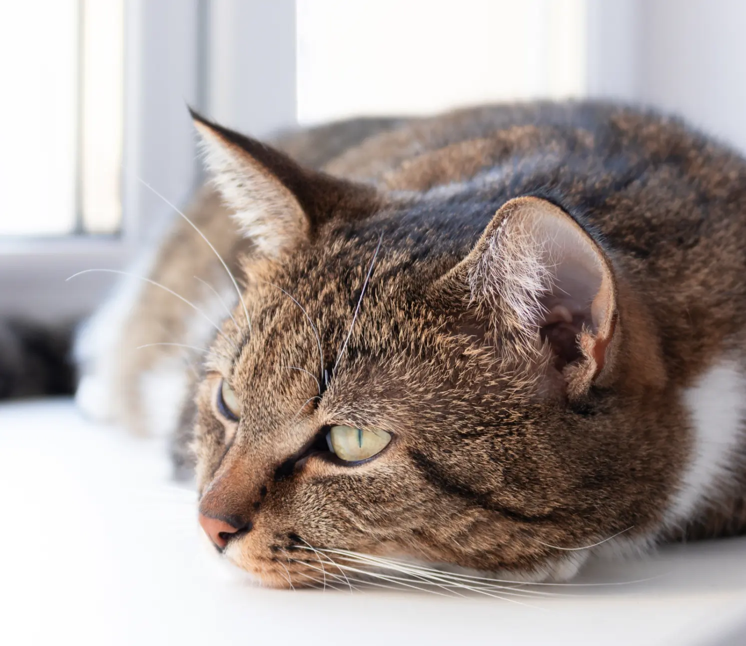 Sam the cat lying by a window
