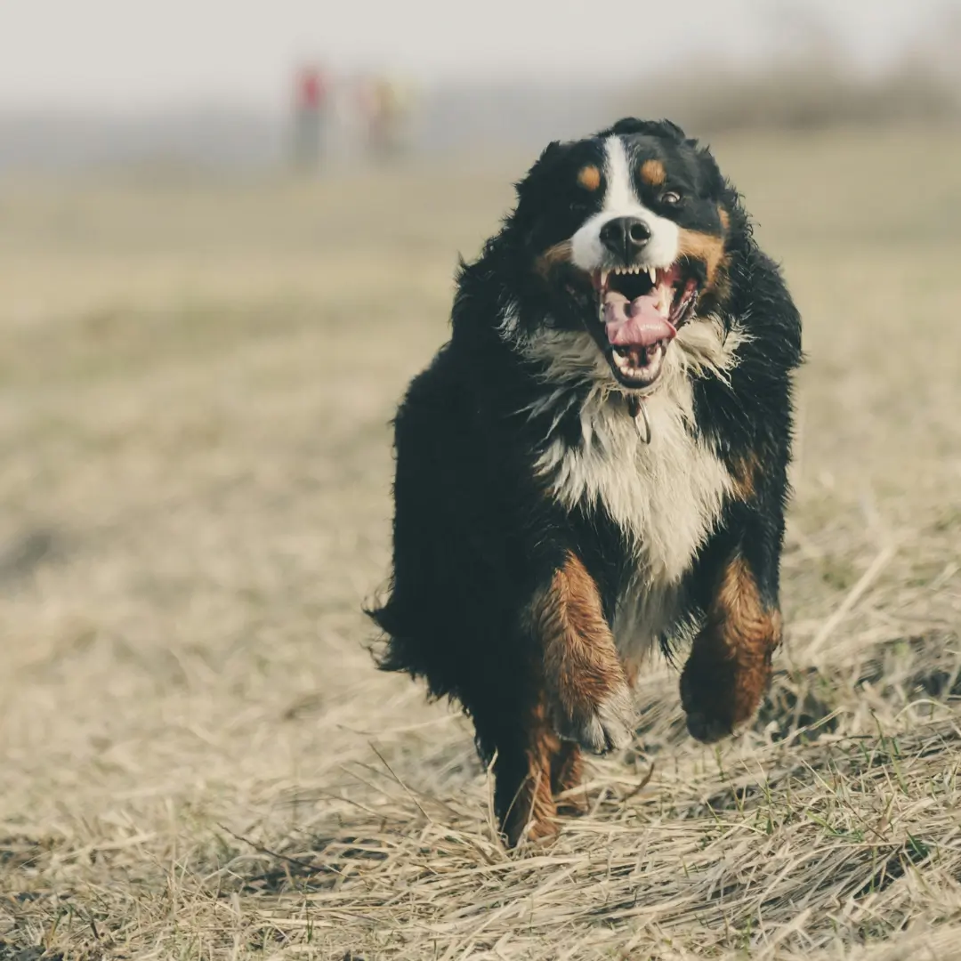 Chasing traffic or other animals