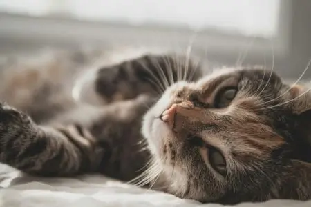 Cat lying on side