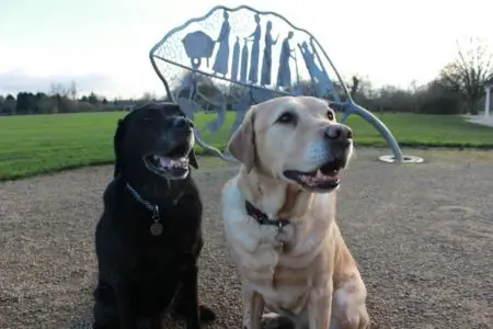 2 Labradors in a park in Coventry