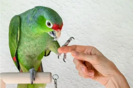 Parrot doing step-up