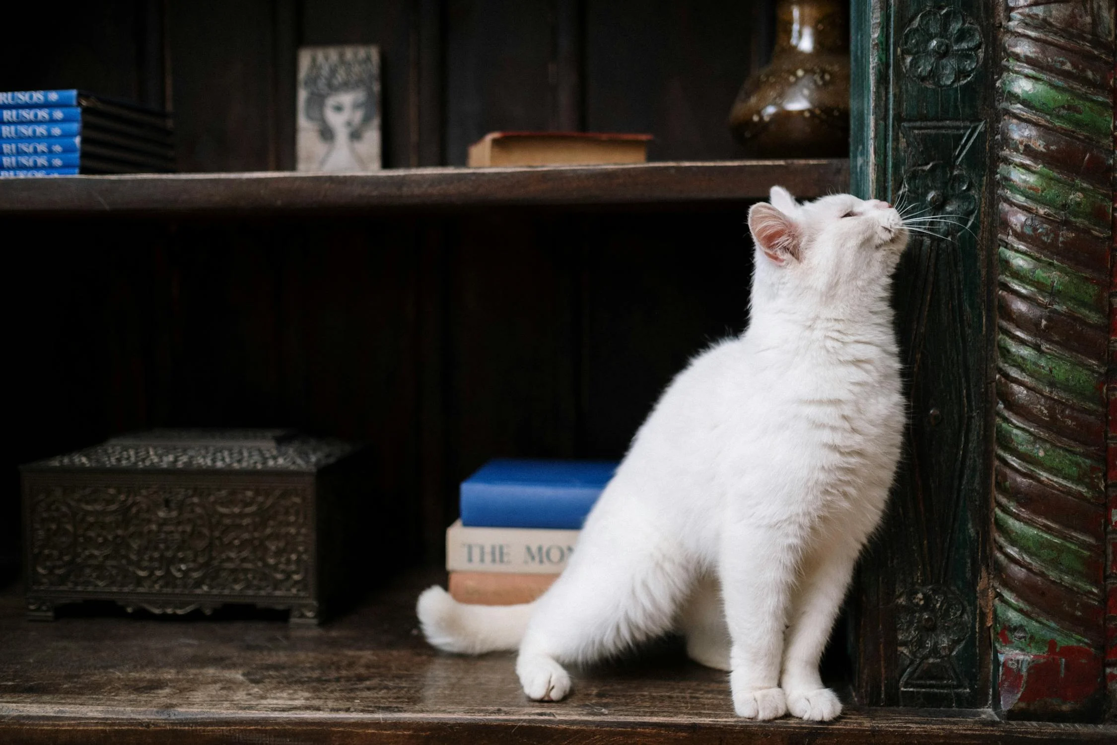 Understanding Cat Scent Marking Behaviour