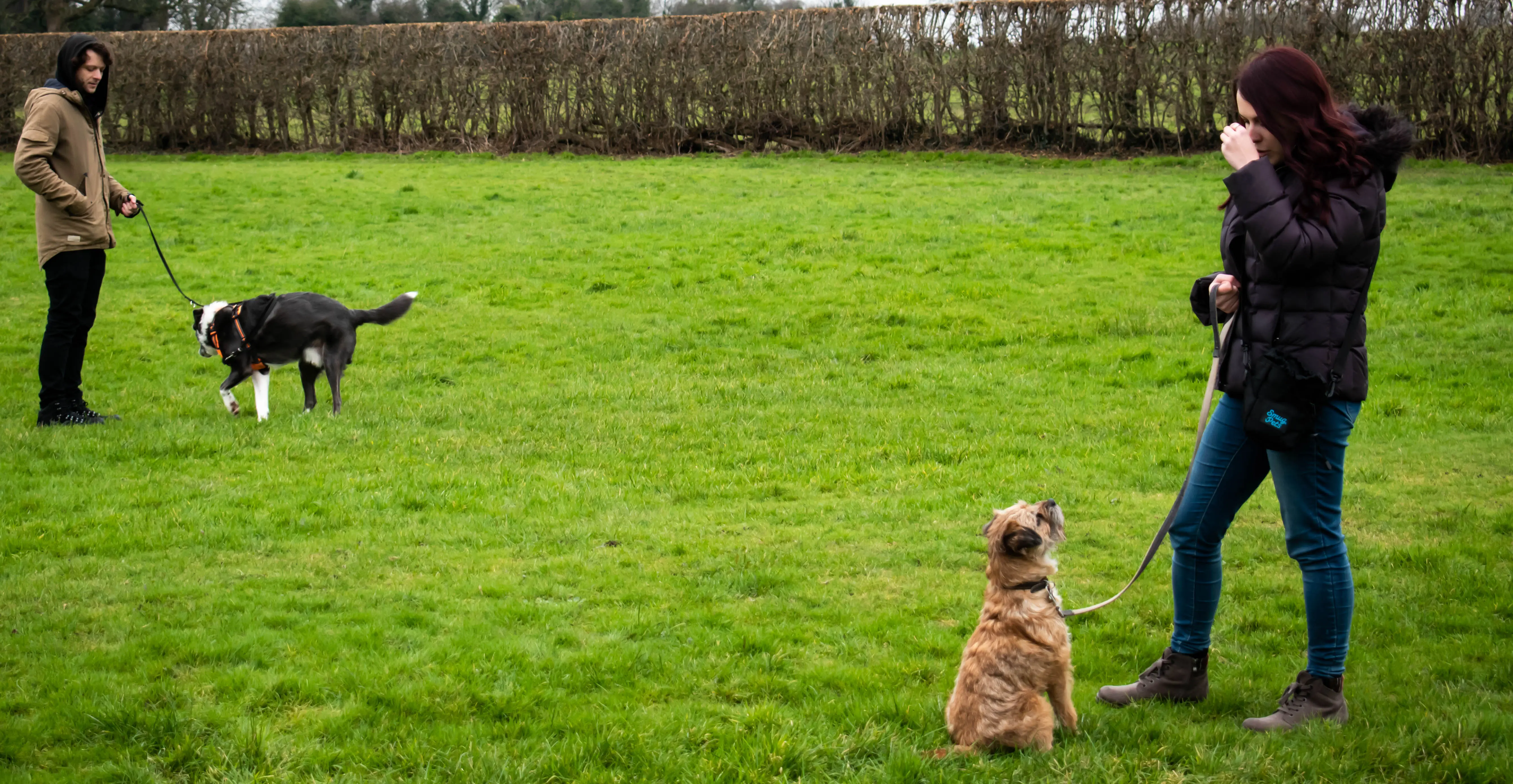 Megan Richardson teaching a dog to give eye contact on cue at a distance from another dog.