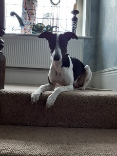 Black and white Whippet on a stairway